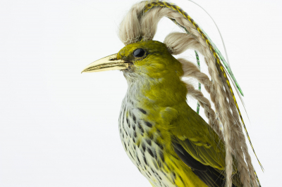 Nuptial Plumage of Oriolus Kundoo Plaitiolus