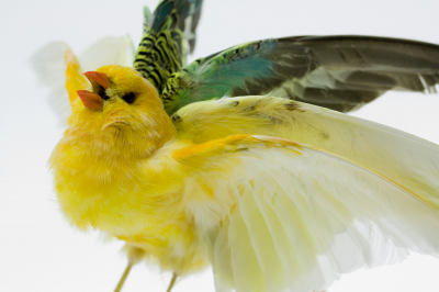 Courtship Dance of Serinus Flaviventris Sesquiplane