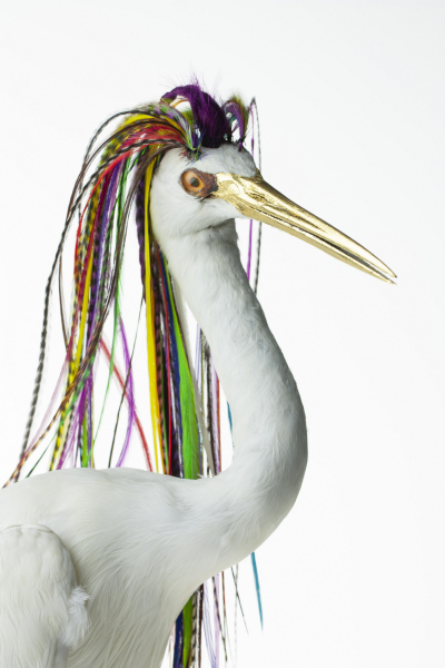 Alternate Plumage of Egretta Garzetta Capillus