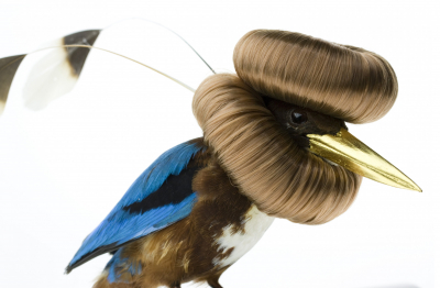 Nuptial Plumage of Halcyon Smyrnensis Bunbundo