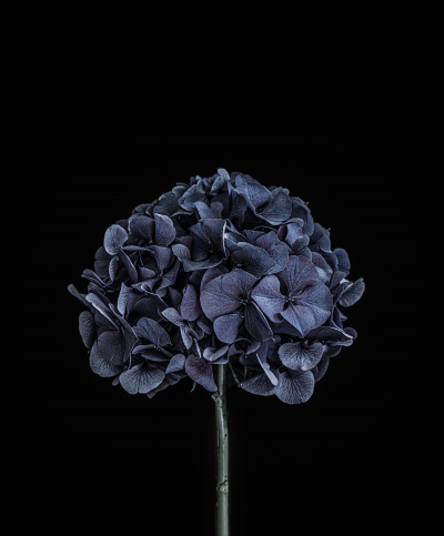 Hydrangea