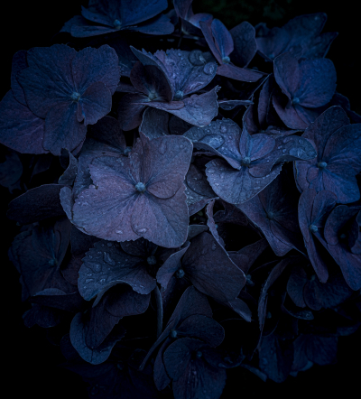 Hydrangea Flower