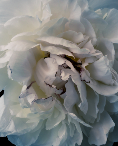 Floral Peony