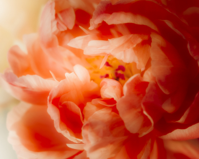 Peony Fire
