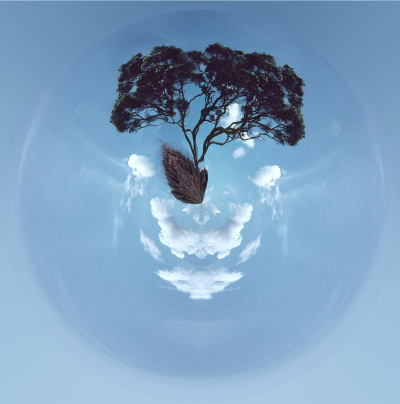 The Last Pohutukawa