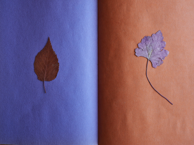 Pressing from a London Garden c. 1992 Birch and Heuchera