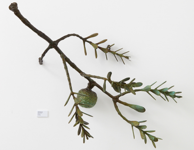 Regeneration Revisited - Kauri Branch