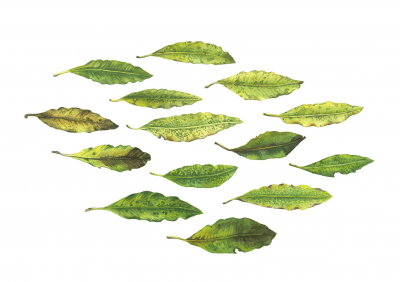 Tarata Migration