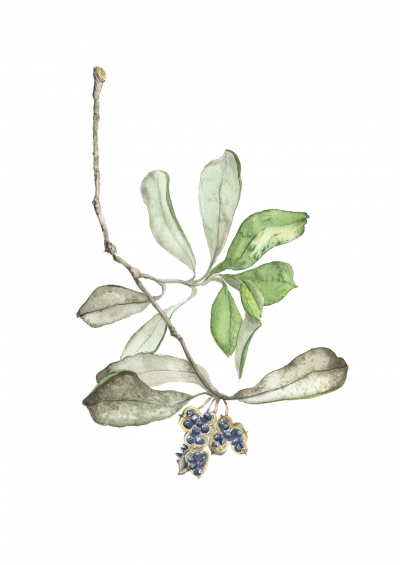 Karo - Pittosporum Crassifolium