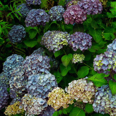 Hydrangeas