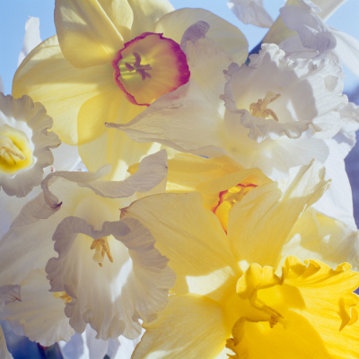 Daffodils
