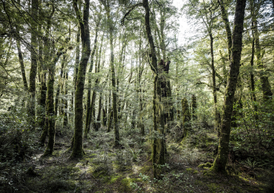Forest