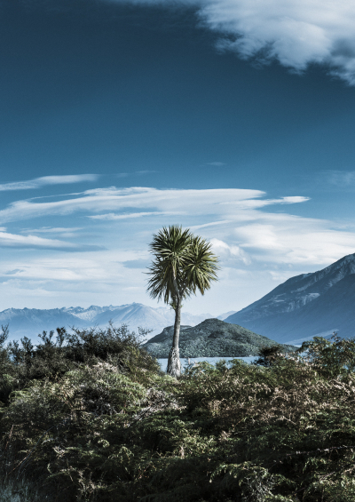Cabbage Tree