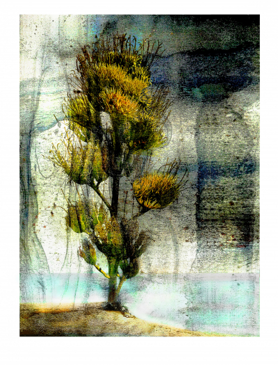 Agave Cactus