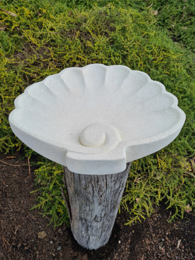 Scallop Shell