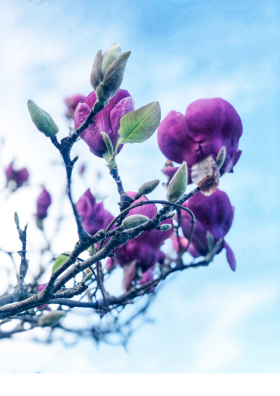 Magnolia
