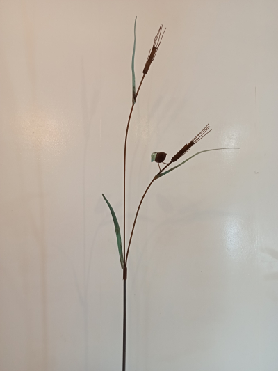 Wheat Sparrow