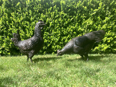 Chickens