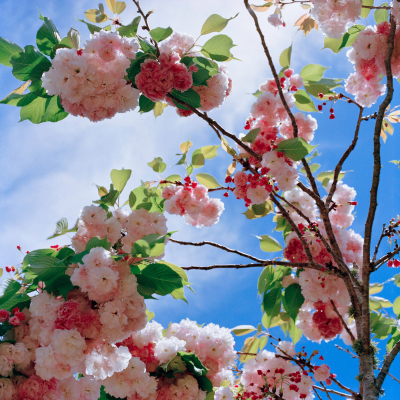 Cherry Blossom 2